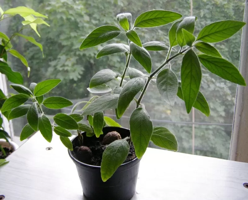 Продам Ruellia caroliniensis 4