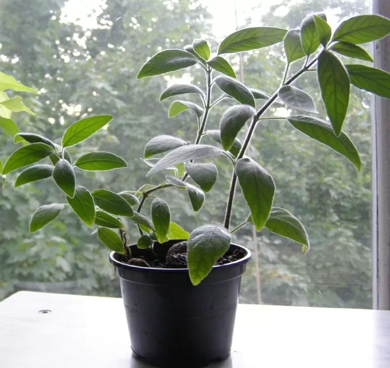 Продам Ruellia caroliniensis 3