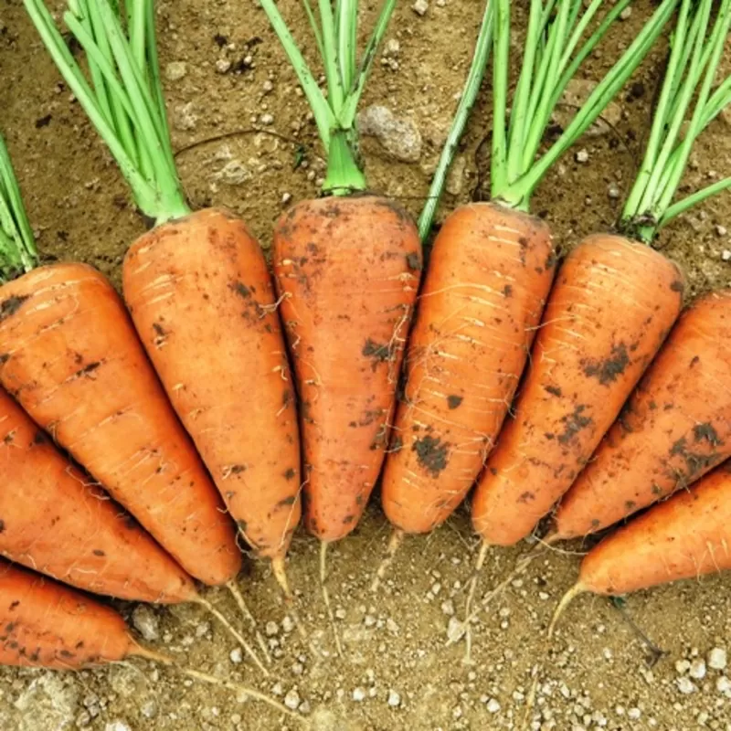 Продам овощи 3