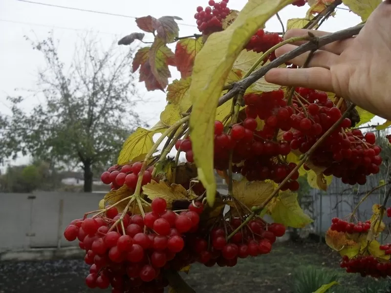 Продам саженцы садовой высокоурожайной калины.