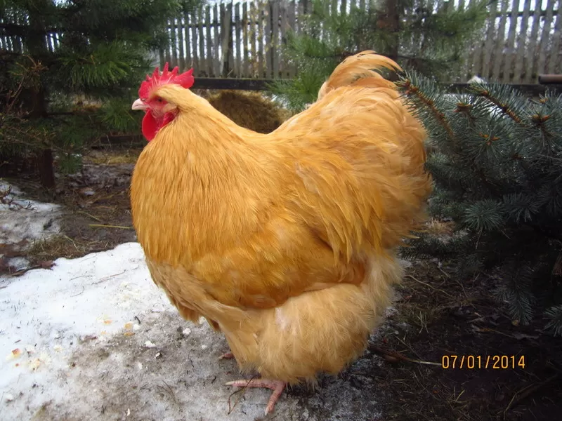 Продам цыплят брама светлая и куропатчатая,  кокинхин черный,  орпингтон 3