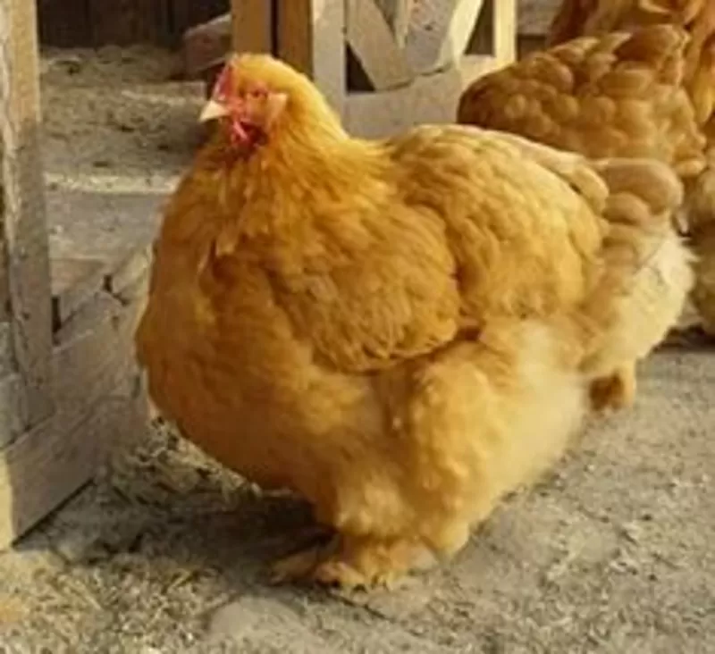 Продам цыплят брама светлая и куропатчатая,  кокинхин черный,  орпингтон 4