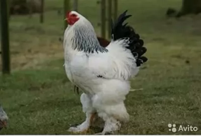 Продам цыплят брама светлая и куропатчатая,  кокинхин черный,  орпингтон 5