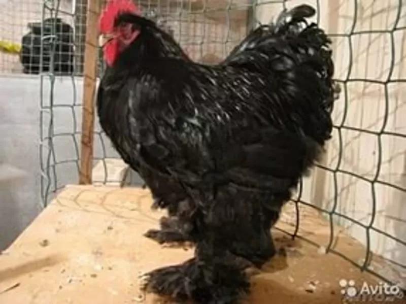 Продам цыплят брама светлая и куропатчатая,  кокинхин черный,  орпингтон 7
