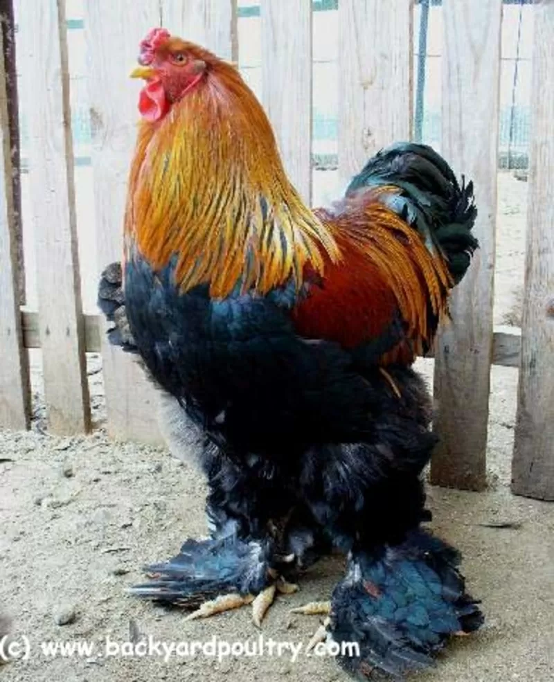 Продам цыплят брама светлая и куропатчатая,  кокинхин черный,  орпингтон