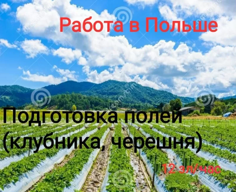 Рабочие для работы на полях,  ПОЛЬША