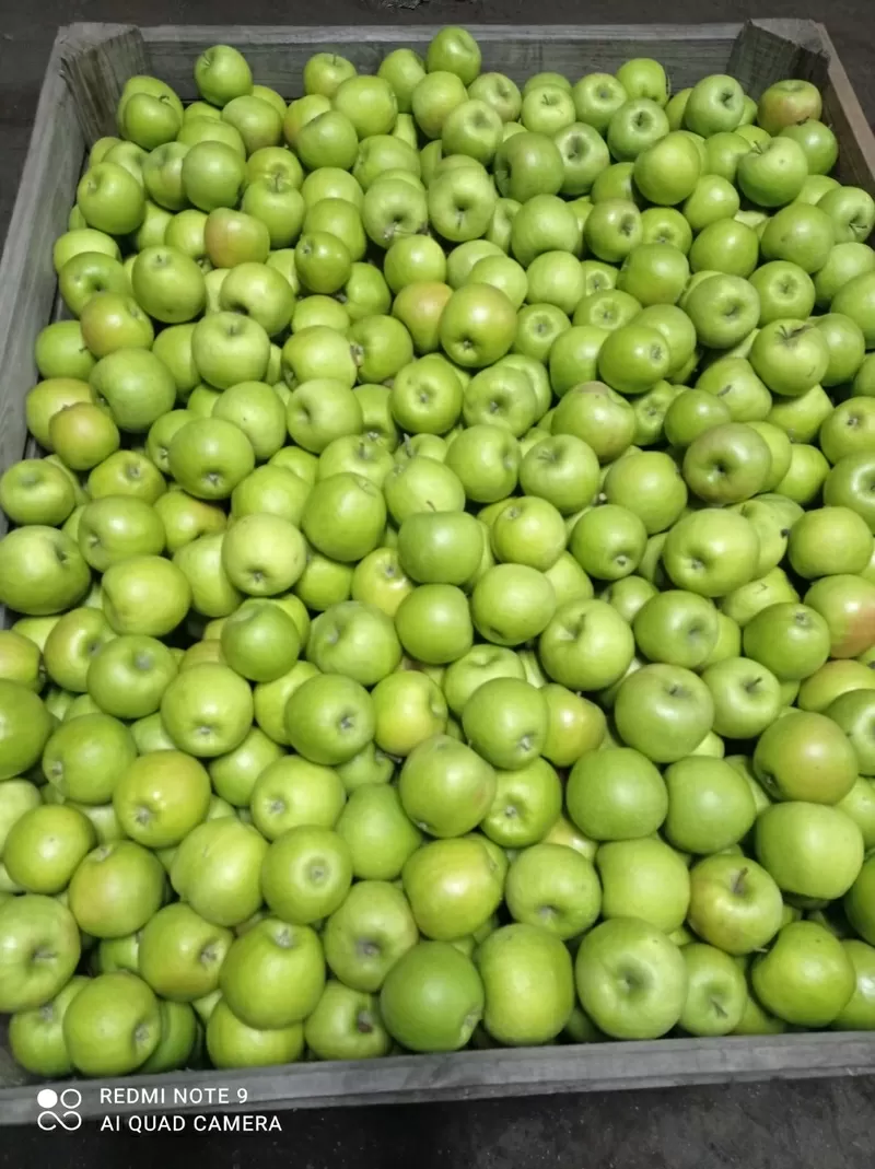 Яблоки 1 и 2 сорта 65+ калибр,  от 1 тонны