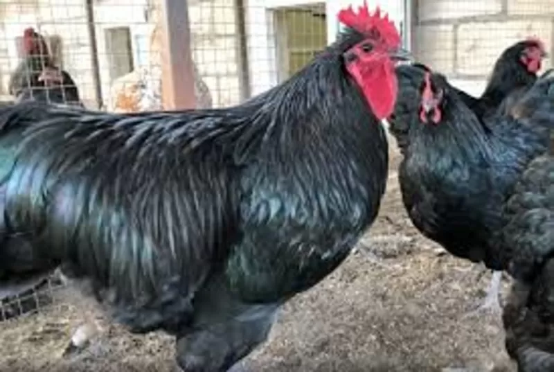 Продам цыплят Брама светлая и Кохинхин =40гр. шт.