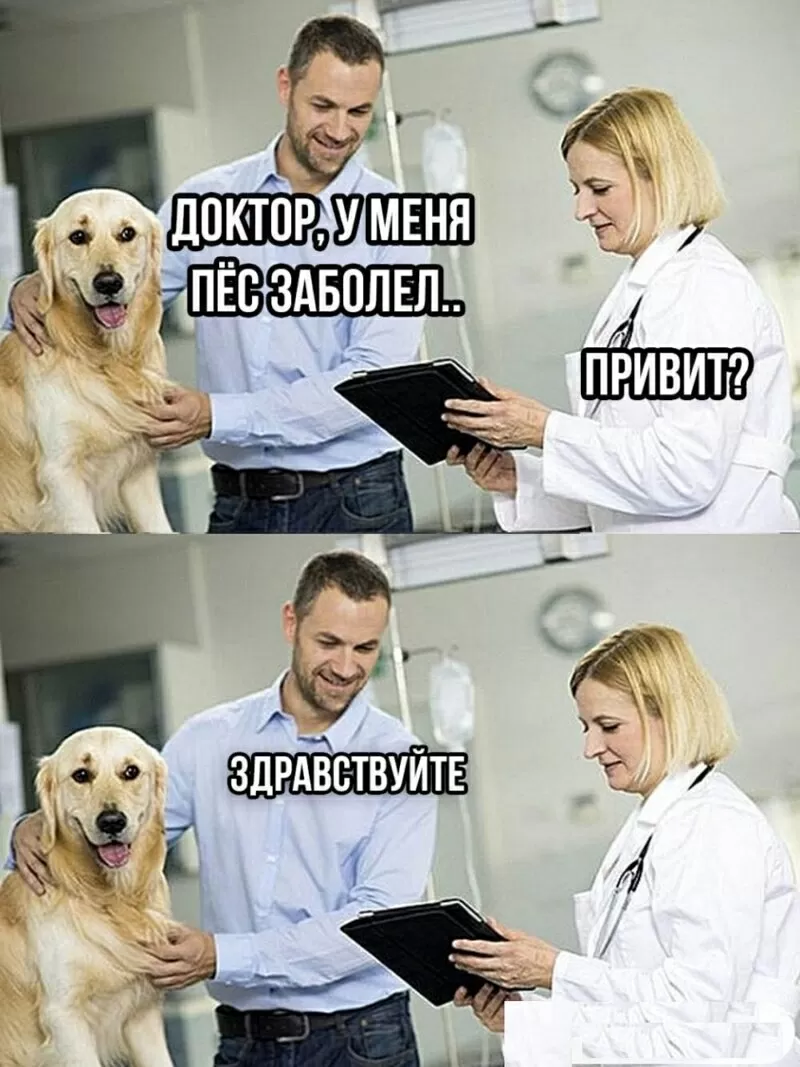 Виклик ветеринара додому Дніпро,  Кастрація,  Стерилізація 3