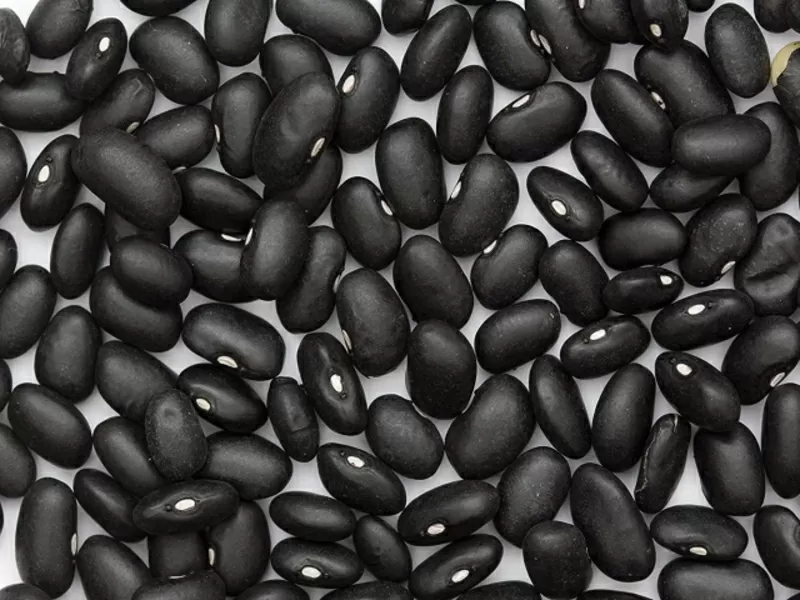 Пропонуємо квасолю у великих обсягах різних сортів.