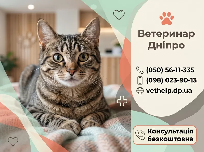 Виклик ветеринара додому Дніпро, Кастрація, Стерилізація