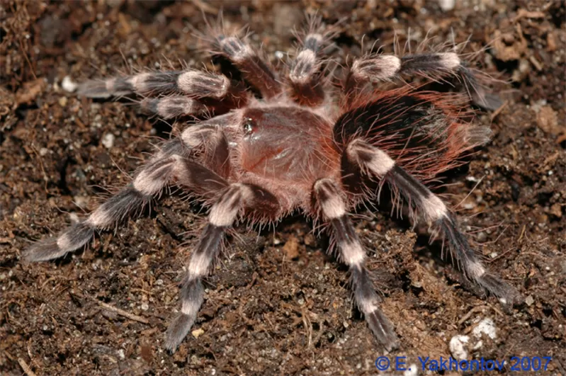 Acanthoscurria geniculata продам